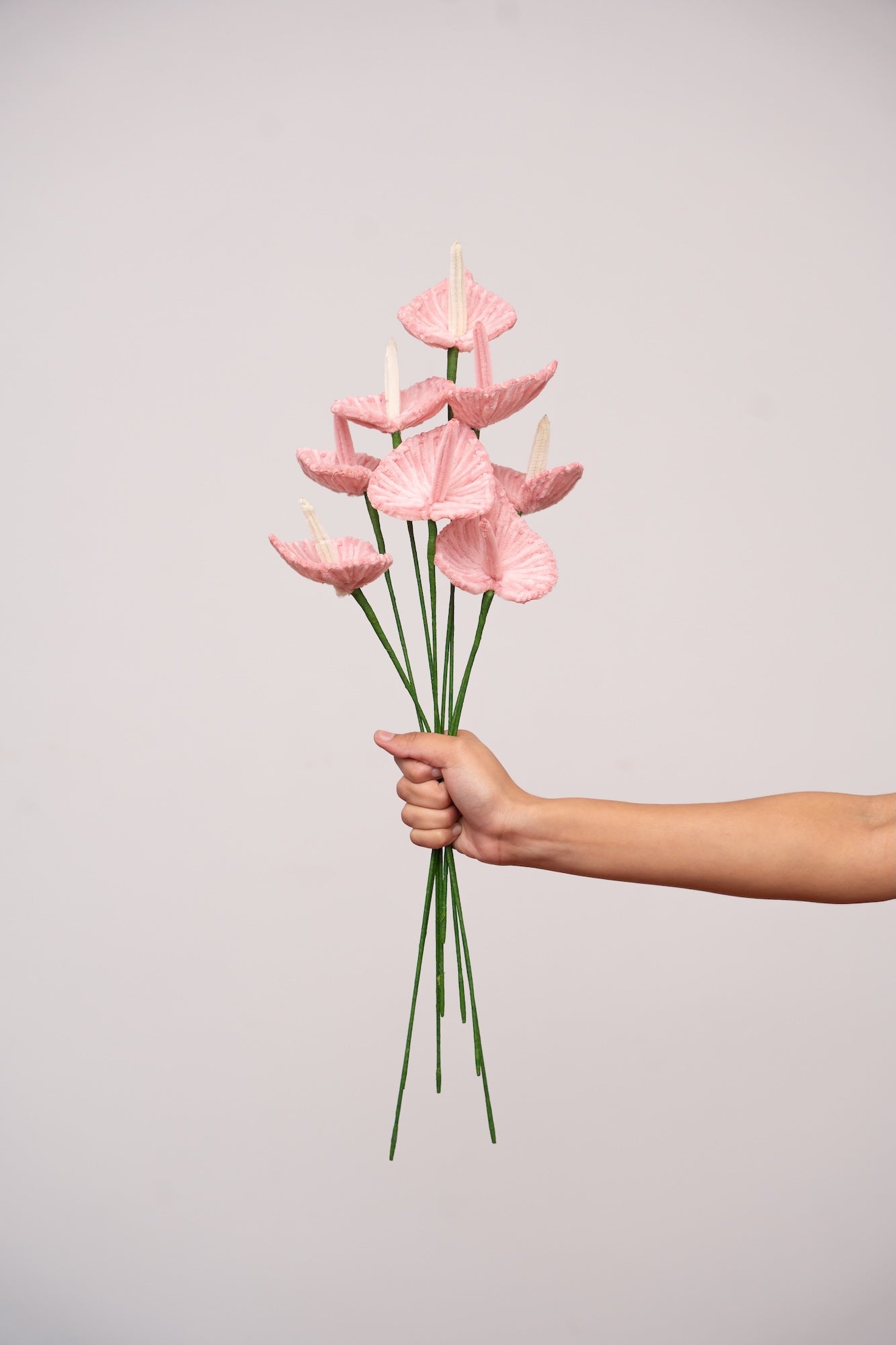 Anthurium