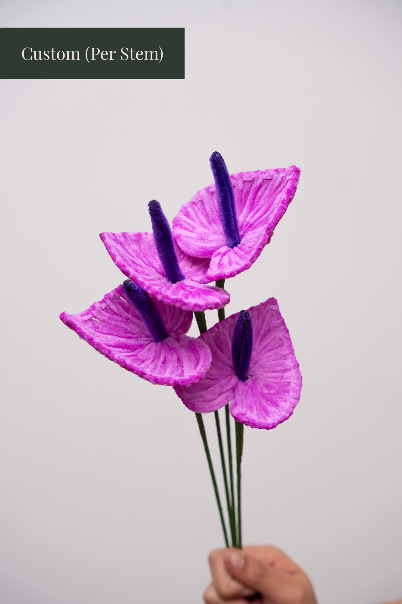 Anthurium