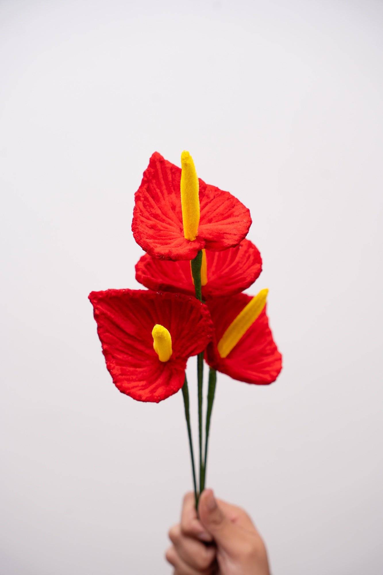 Anthurium